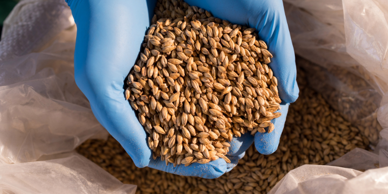 Hands wearing blue protective gloves holding a large handful of dried malted barley grains over a storage bag.