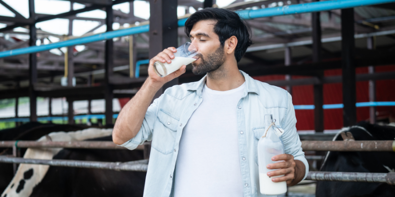 A male dairy farmer in a white t-shirt and light blue button-down shirt drinking a glass of milk and holding a glass bottle in a stable with cows.