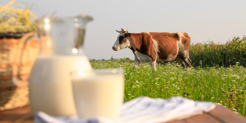 A pitcher and glass of fresh milk on a wooden table with a brown and white cow grazing in a green Austrian meadow in the background.